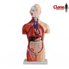 TORSO ASSEXUADO COM 42CM DESMONTÁVEL EM 18 PARTES